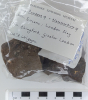 Chingford London Clay Fossils Panopea and Nemocardium  