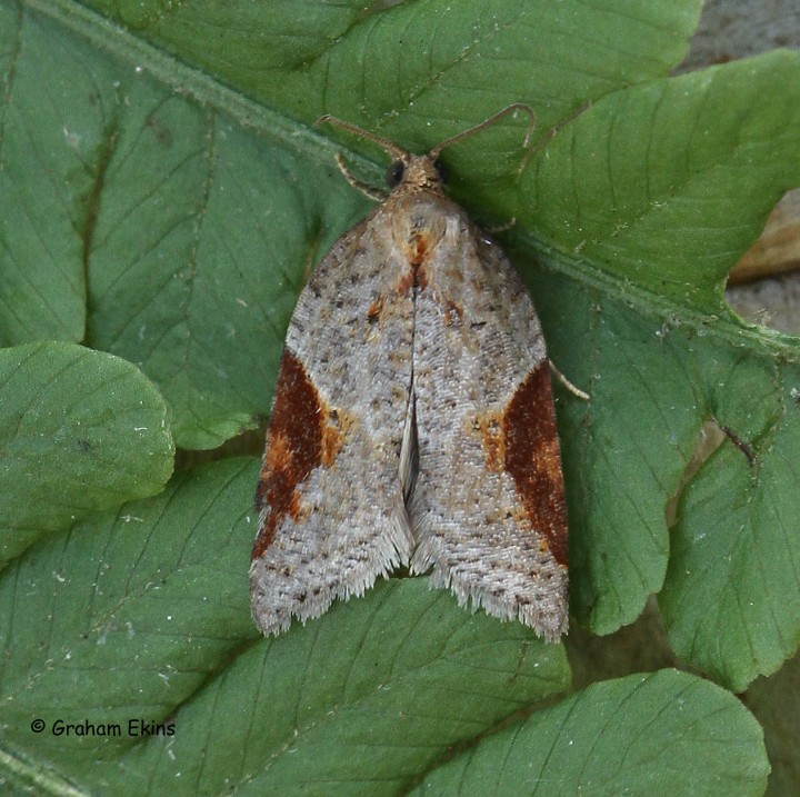 Acleris laterana 2 Copyright: Graham Ekins