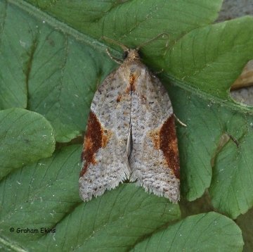 Acleris laterana 2 Copyright: Graham Ekins