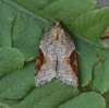 Acleris laterana 2 Copyright: Graham Ekins