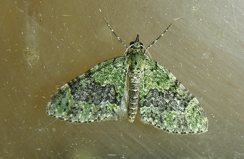 Yellow Barred Brindle. Copyright: Stephen Rolls