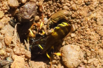 Female wasp with a Sitona weevil Copyright: Maria Fremlin