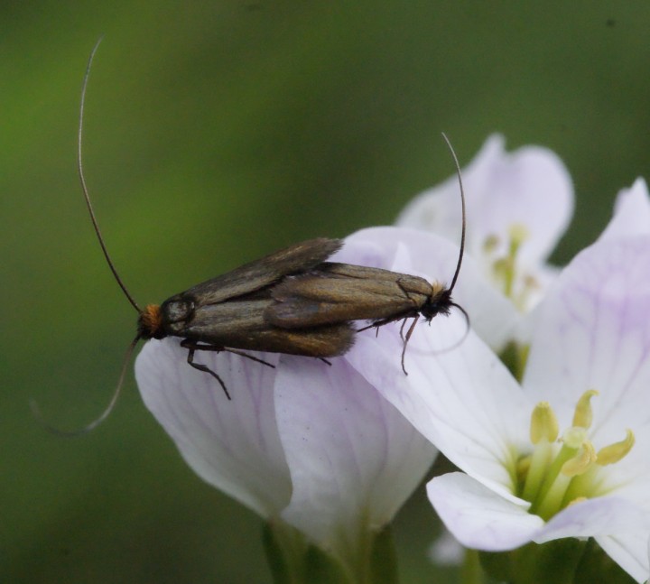 C rufimitrella pair on foodplant Copyright: Robert Smith