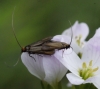 C rufimitrella pair on foodplant Copyright: Robert Smith