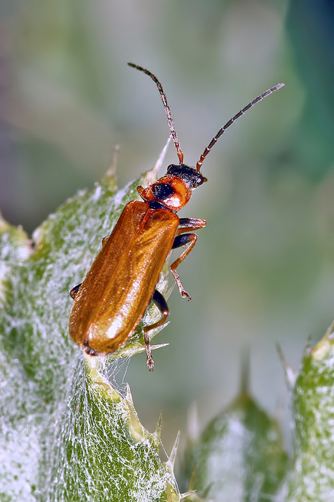 Rhagonycha limbata (16 May 2011) Copyright: Leslie Butler