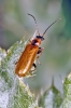 Rhagonycha limbata (16 May 2011) 