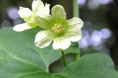 White Bryony   Bryonia cretica  flower close up Copyright: Peter Pearson