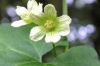 White Bryony   Bryonia cretica  flower close up 