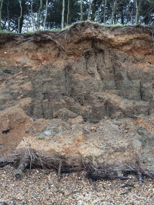 Cudmore Grove Cliffs - fresh slippage Jan 2016 Copyright: Lucy Heath