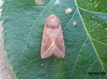 Rosy Rustic Copyright: Ben Sale