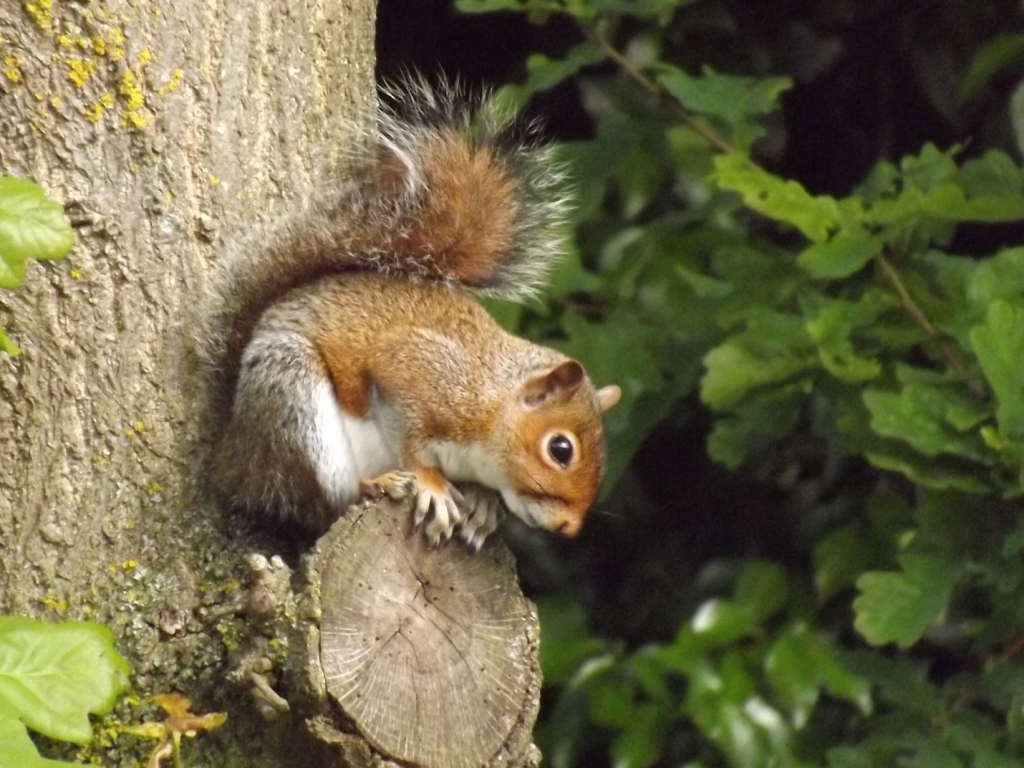 Grey Squirrel which is slightly red Copyright: Sophie Dennison