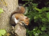 Grey Squirrel which is slightly red 