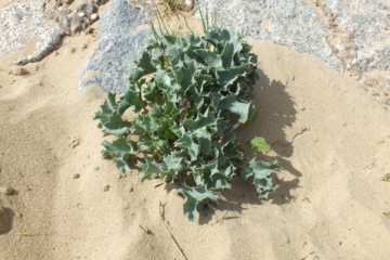 Sea Holly 3 Copyright: Peter Pearson