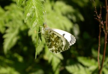 Orange Tip (Female) Copyright: Malcolm Riddler