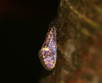 Eriocrania subpurpurella f.fastuosella 4 Copyright: Ben Sale