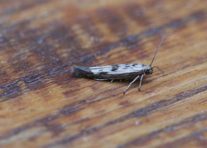 Scythris limbella Copyright: Simon Wood