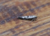 Scythris limbella Copyright: Simon Wood