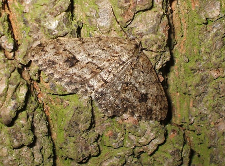 Engrailed 3 Copyright: Ben Sale