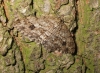 Engrailed 3 Copyright: Ben Sale