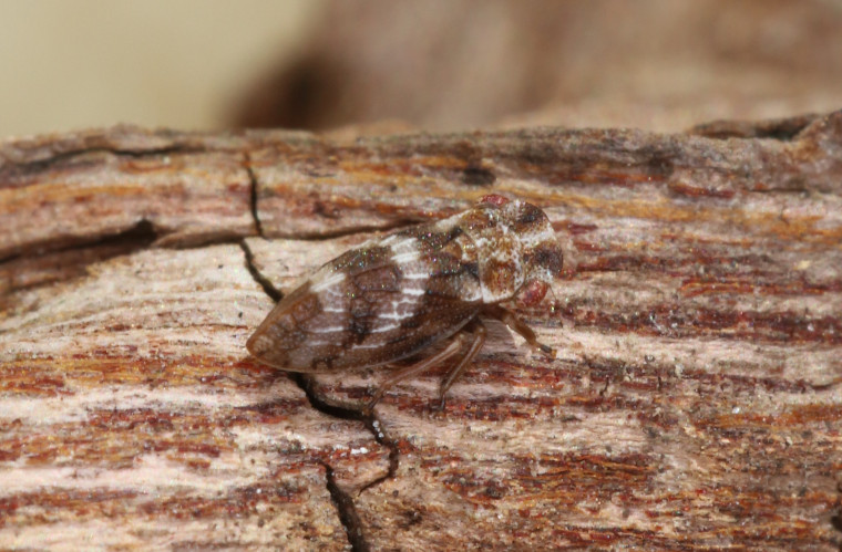 Ulopa reticulata 2 Copyright: Peter Harvey