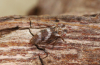 Ulopa reticulata 2