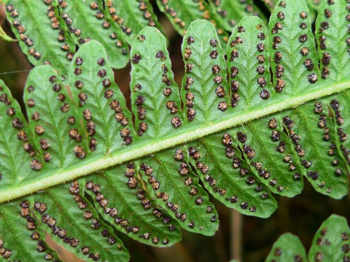 Lemon-scented Fern 2 Copyright: Graham Smith