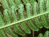 Lemon-scented Fern 2 