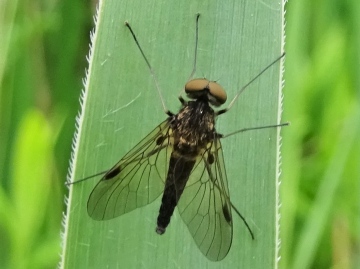 Black Snipe Fly in Hainault Forest Copyright: Raymond Small