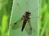 Black Snipe Fly in Hainault Forest Copyright: Raymond Small