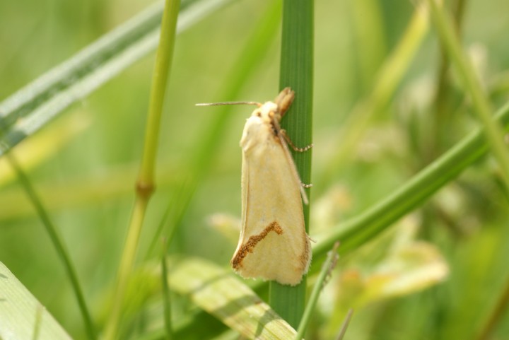 Agapeta hamana 2 Copyright: Ben Sale