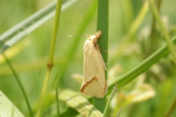 Agapeta hamana 2 Copyright: Ben Sale