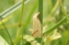 Agapeta hamana 2 Copyright: Ben Sale