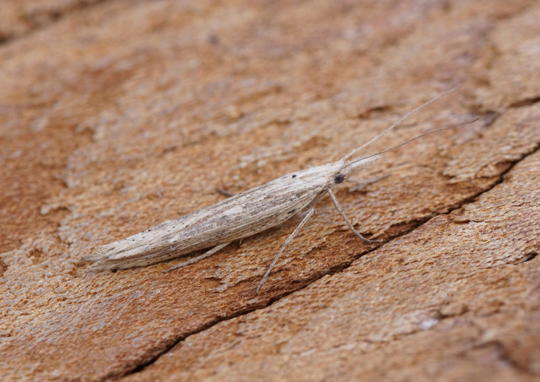 Ypsolopha mucronella Copyright: Ben Sale