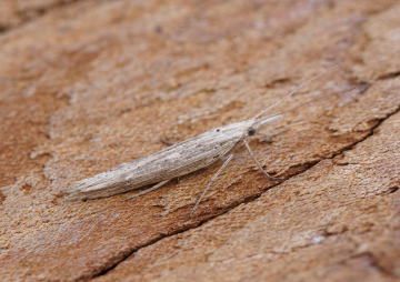Ypsolopha mucronella Copyright: Ben Sale