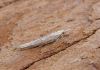 Ypsolopha mucronella 