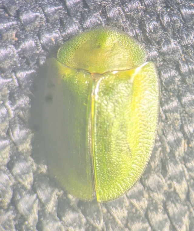 Cassida viridis Copyright: Robert Smith