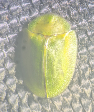 Cassida viridis Copyright: Robert Smith