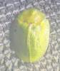 Cassida viridis