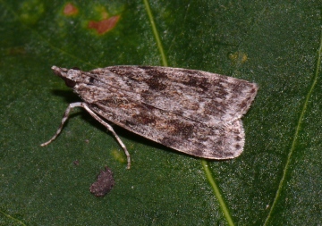 Scoparia basistrigalis Copyright: Peter Furze