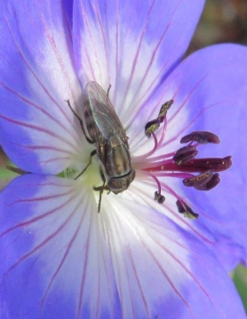 Stomorhina lunata 2 Copyright: Chris Gibson