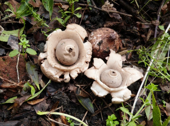 Geastrum triplex Copyright: Graham Smith