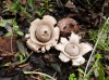 Geastrum triplex 