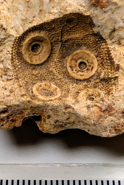 Cidarid sea urchin mould in flint Roxwell Quarry detail Copyright: Mike Daniels Collection