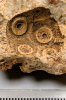 Cidarid sea urchin mould in flint Roxwell Quarry detail 