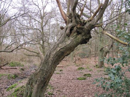 Hornbeam pollard 3 Copyright: Graham Smith