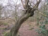 Hornbeam pollard 3 