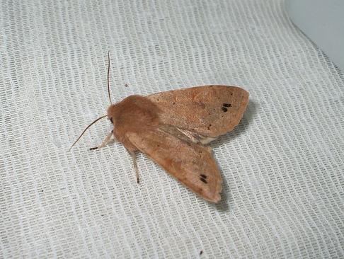 Twin-spotted Quaker 3 Copyright: Ben Sale