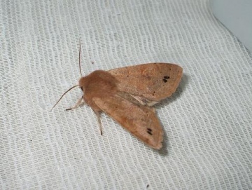 Twin-spotted Quaker 3 Copyright: Ben Sale