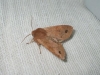 Twin-spotted Quaker 3 