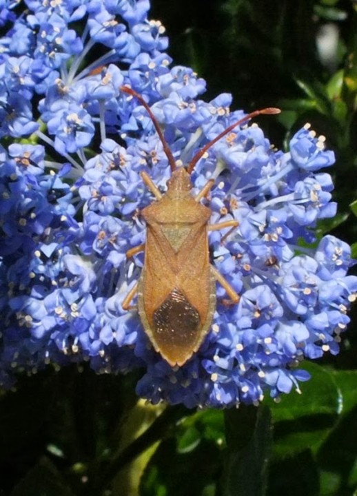 Box Bug Copyright: Peter Pearson